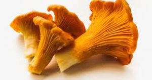 des girolles comestibles